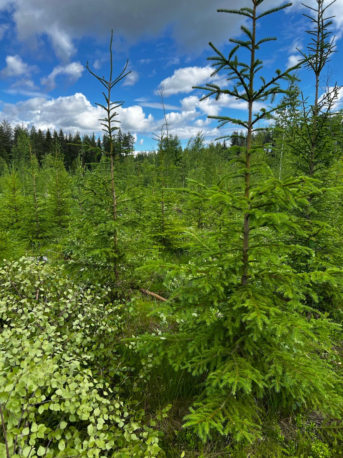 Kuusentaimikko kesällä