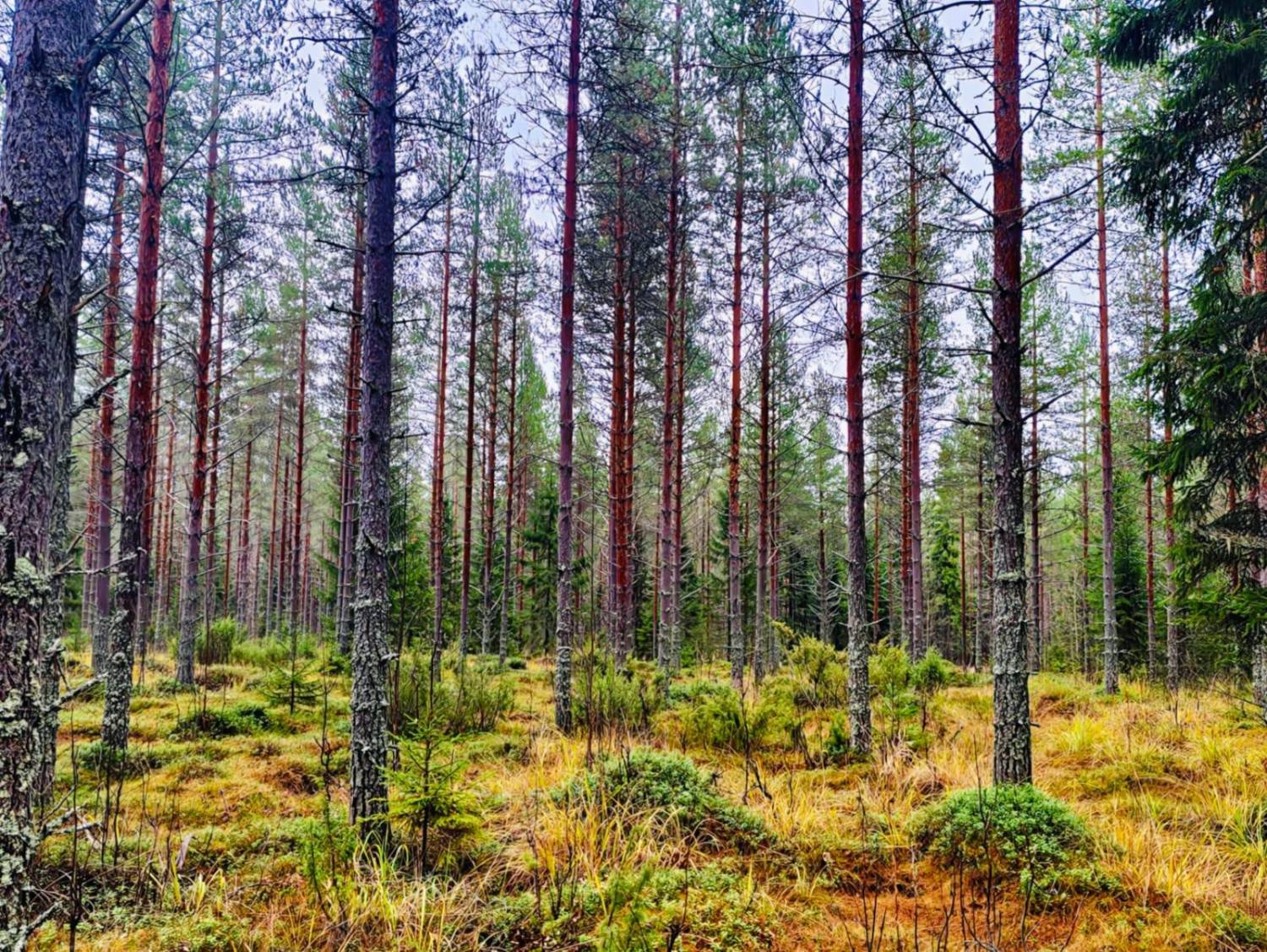 Talousmetsää, jossa varttuneen männikön alla kasvaa kuusta